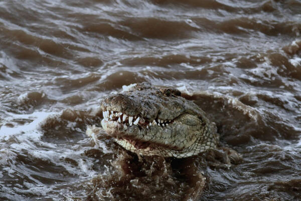 Ramabhadran Thirupattur - Voracious Crocodile In Water