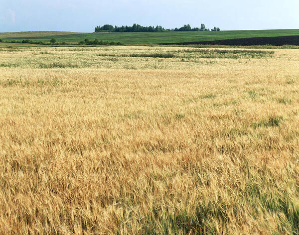 Efim Chernov - Yellow field landscape