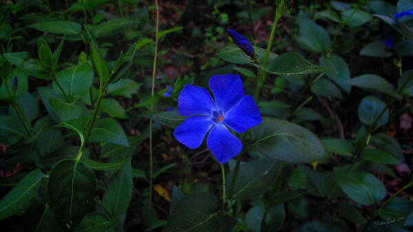 Dulce Levitz - Blue Flower     