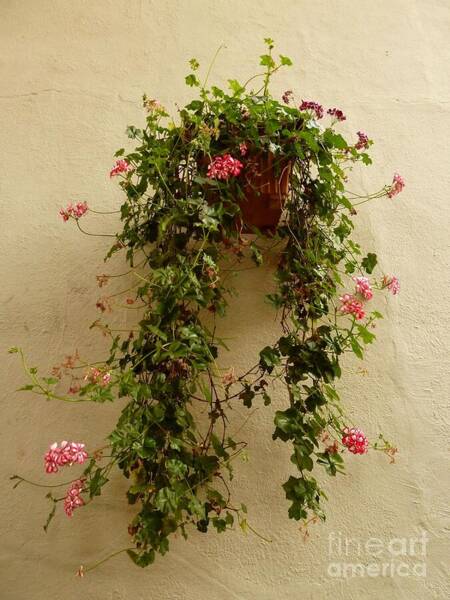 Patricia Strand - Hanging Flower Basket