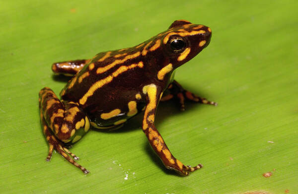 Pete Oxford - Poison Dart Frog Epipedobates Sp New