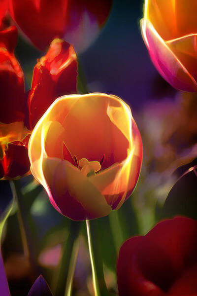 Bill and Linda Tiepelman - Tulips Through Rose Colored Glass