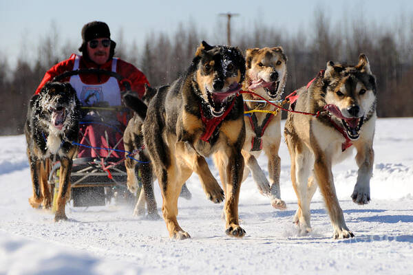 Gary Whitton - 2011 Limited North American Sled Dog Race