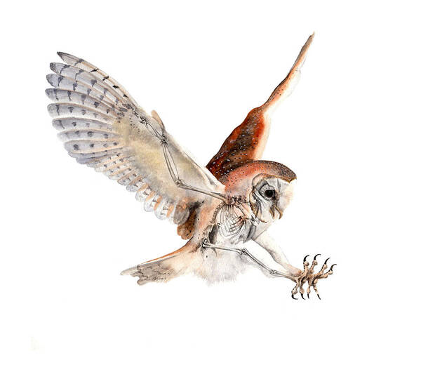 Jota Lara - Barn Owl in Flight