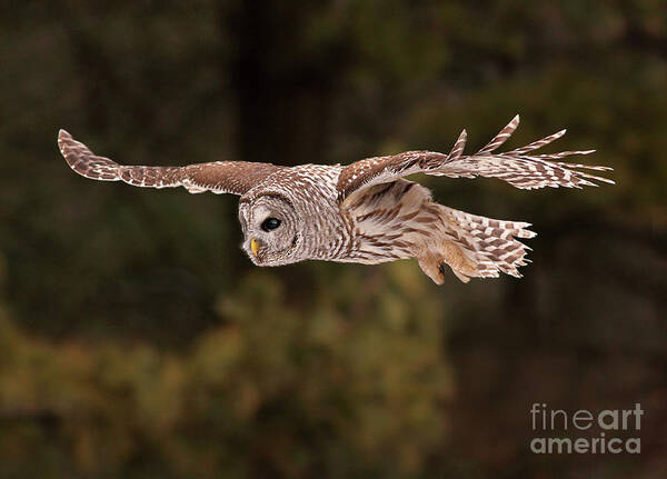 Gary  Fairhead - Barred Owl In Flight