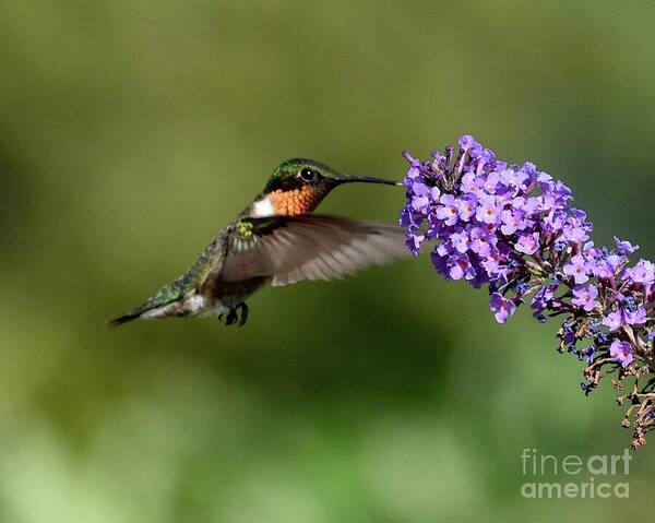 Cindy Treger - Flying Jewel - Male Ruby-throated Hummingbird