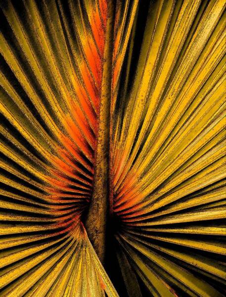 Rosalie Scanlon - Golden Palm