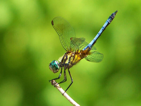 Handstand Dragonfly Photograph by Karen Scovill