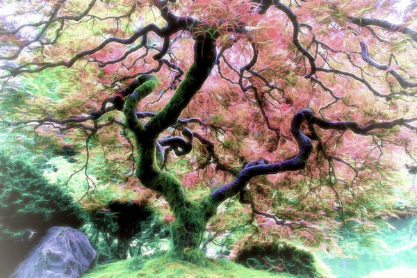 Athena Mckinzie - Japanese Maple Tree In Spring