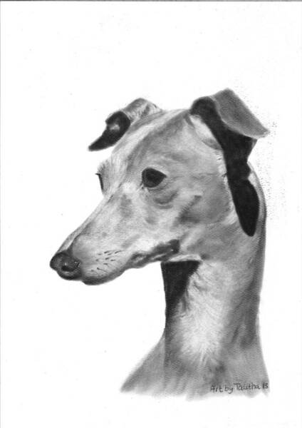 Italian Greyhound Art (Page #6 of 7) | Fine Art America