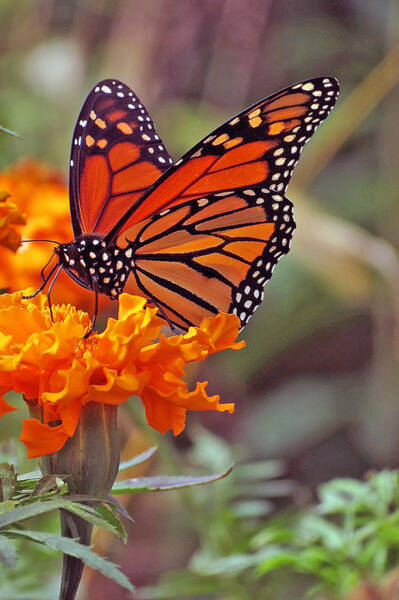 Kay Novy - Monarch Butterfly And Marigold Flower