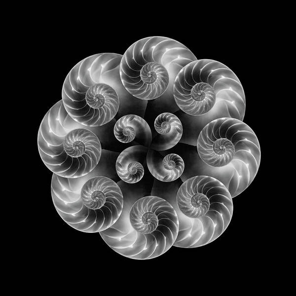Tom Mc Nemar - Nautilus Abstract Art