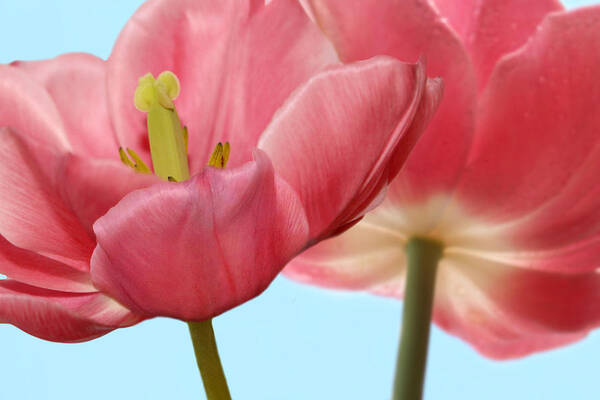 Nina Bradica - Pink Tulips in Spring