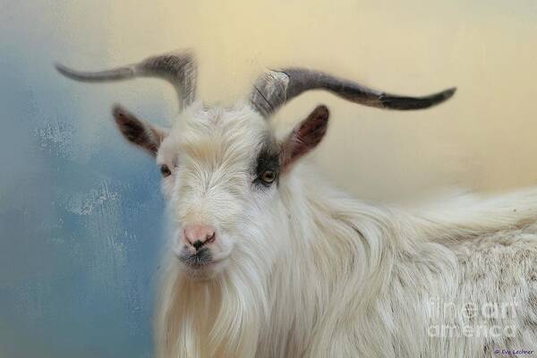 Eva Lechner - Portrait of a Wild Goat