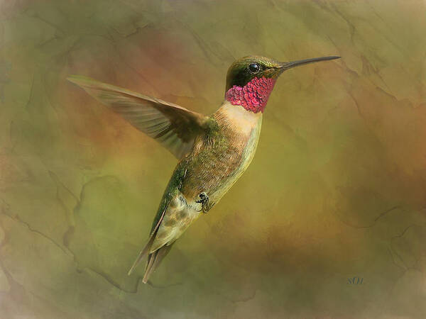 Sandi OReilly - Ruby throated Hummingbird Inflight