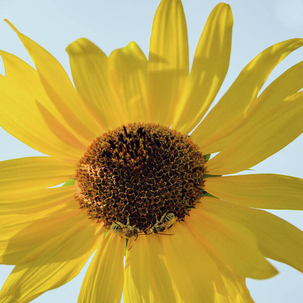 Debra Martz - Sunflower and Bees - Square Format