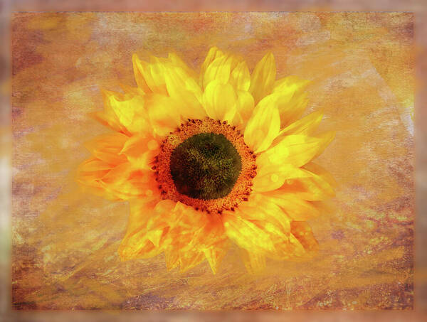 Johanna Hurmerinta - Sunflower Creation 1