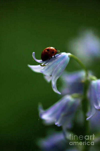 Liz Alderdice - Bluebells and Ladybird