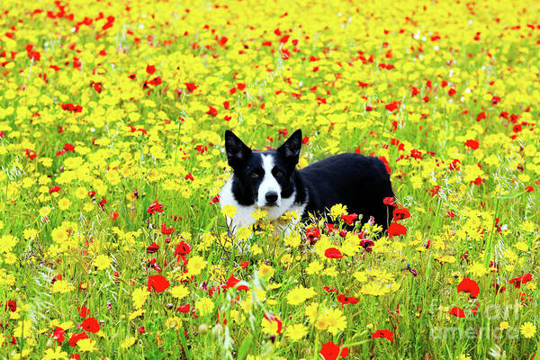 Terri Waters - Dog in the Flowers