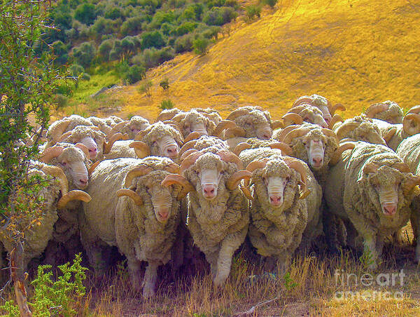 Leslie Struxness - Herding Merino Sheep