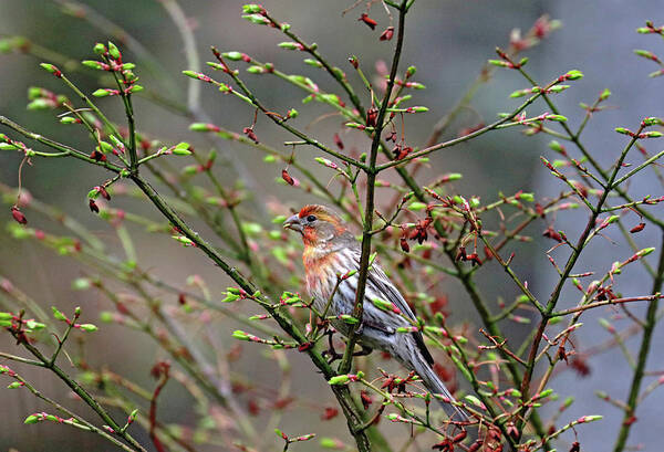 Debbie Oppermann - House Finch With Color Variation