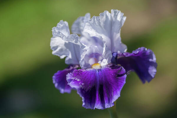 Jenny Rainbow - Joy Joy Joy. The Beauty Of Irises 