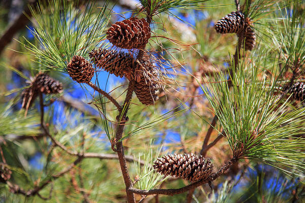 Doug Camara - Pine Cones on a Tree Limb