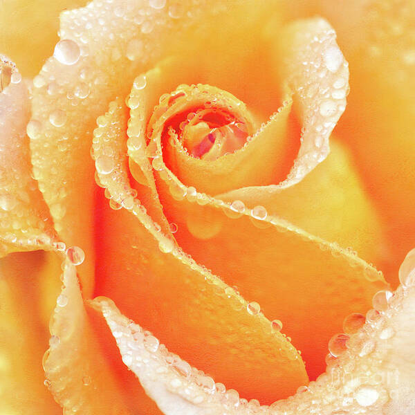 Anita Pollak - Raindrops on the Heart of a Yellow Rose