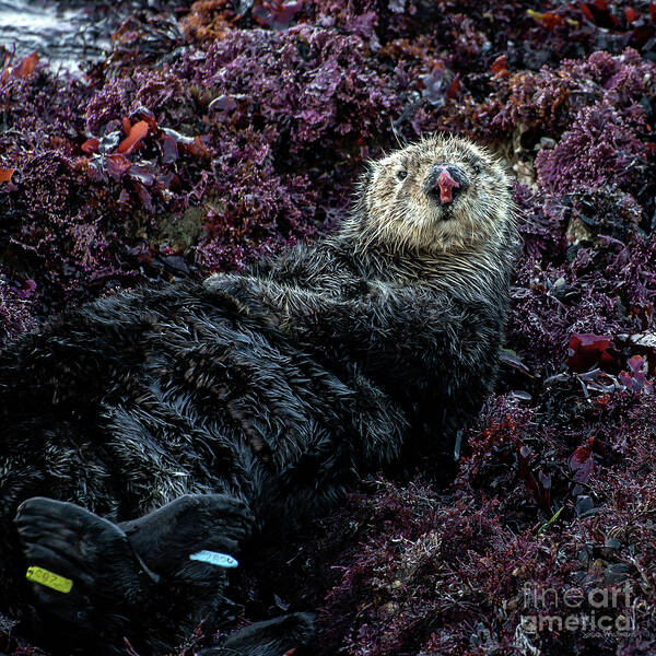 Susan Wiedmann - Sea Otter Resting on a Bed of Seaweed