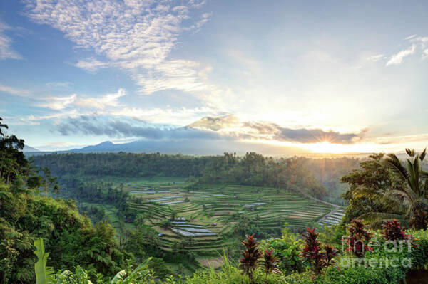 Bali Rice Field Photographs Page 5 Of 9 Fine Art America