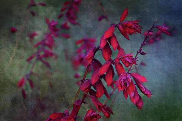 Isabela and Skender Cocoli - All Red Plant