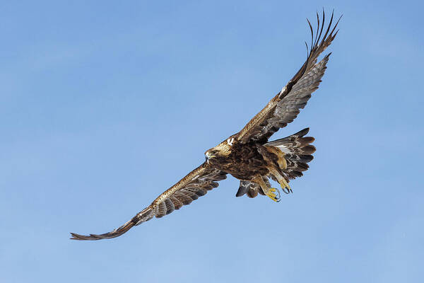 Tony Hake - Golden Eagle Spreads its Wings