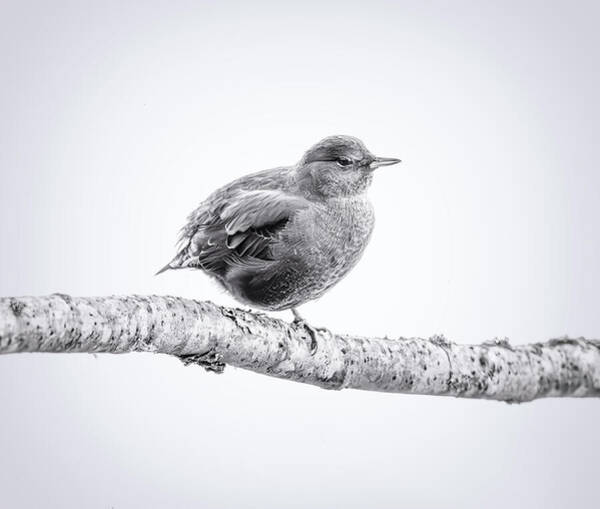 Joan Carroll - American Dipper Alaska