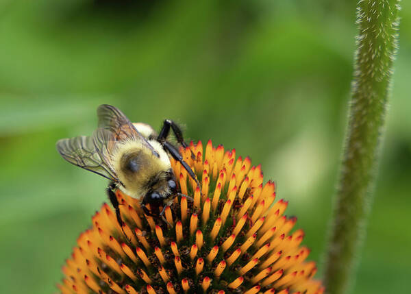 David Beard - Bee on a Coneflower