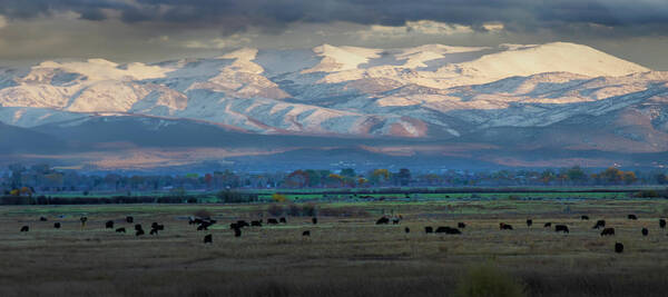 Frank Wilson - Cattle Grazing In The Eastern Sierra Nevada Panorama