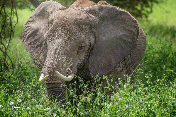 Joan Carroll - Elephant Grazing Tanzania Africa
