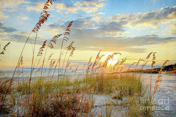 Joan McCool - Gulf Coast Sea Oats at Sunset