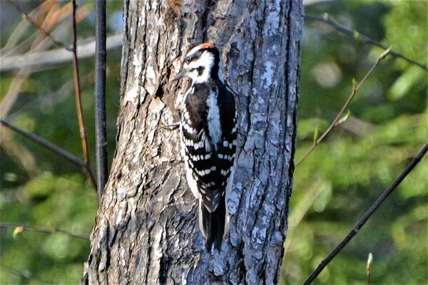 Warren LaBaire Photography - Hairy woodpecker