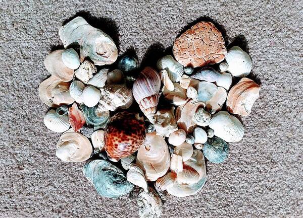 Lucia Waterson - Heart of shells