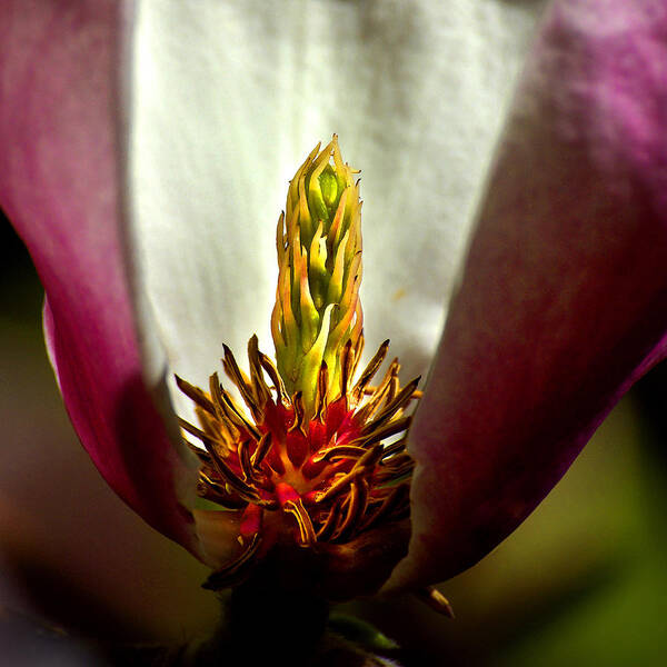 Douglas Taylor - Heart Of The Flowering Magnolia