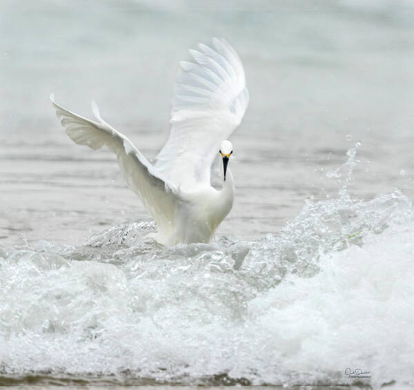 Judi Dressler - Hunting for Fish on the Beach