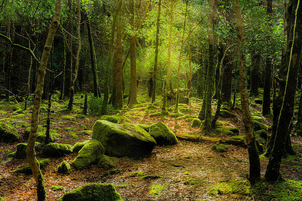Arthur Oleary - Irish Forest, Killarney