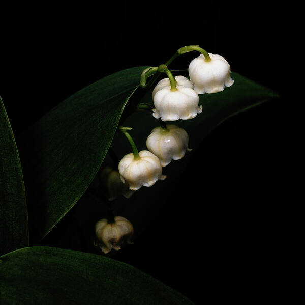 Denise Harty - Lily Of The Valley