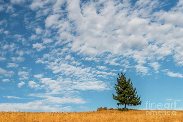 Viktor Birkus - Lonely tree in an autumn meadow