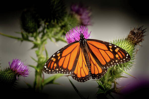 MaryJane Sesto - Monarch Butterfly