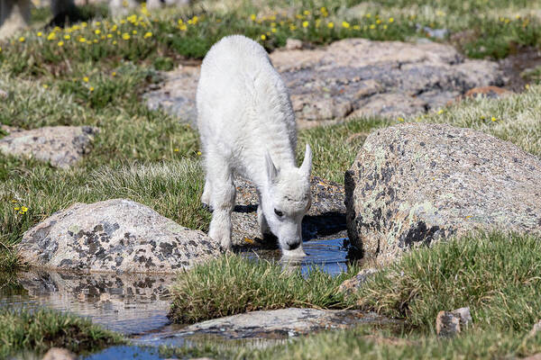 Tony Hake - Mountain Goat Kid Gets a Drink