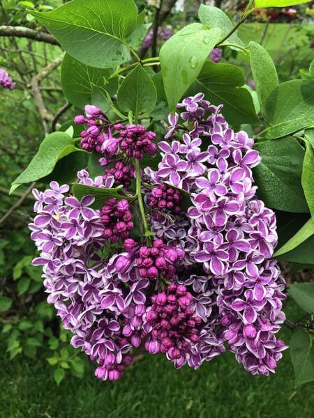 Karen A Wise - Purple Common Lilac