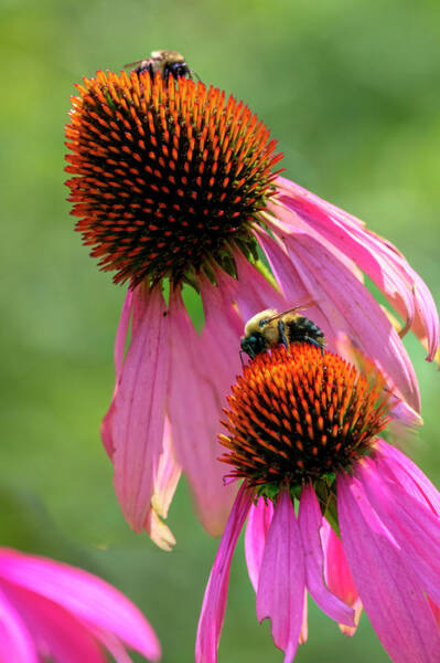 Dan Friend - Purple cone flowers with two bumble bees