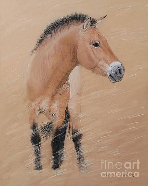 Karen Conger - Pzrewalski Horse Faces the Storm