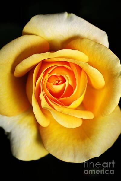 Joy Watson - Rich And Dreamy Yellow Rose  